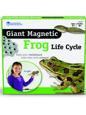 ภาพแม่เหล็กวงจรชีวิตของกบ, ของเล่นเสริมทักษะ,ของเล่นเสริมพัฒนาการเด็ก, สือการสอนครูปฐมวัย, พร้อมส่ง