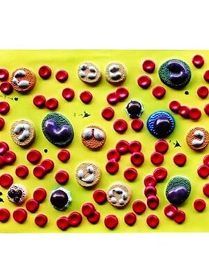 แบบจำลองเซลล์เม็ดเลือด,ของเล่นเสริมพัฒนาการ, ของเล่นเด็กประถม, สื่อการสอนเด็กประถม,วิทยาศาสตร์,พร้อมส่ง