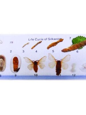 วงจรชีวิตของ หนอนไหม ( เก็บในแท่งอำพัน ), ทดลองวิทยาศาสตร์ ,ของเล่นเสริมพัฒนาการ, ของเล่นเด็กประถม, สื่อการสอนเด็กประถม,พร้อมส่ง