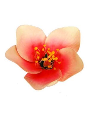 หุ่นจำลองดอกไม้แบบสมบูรณ์เพศ ( PerfectFlower ) แบบที่ 2, โมเดลจำลอง,วิทยาศาสตร์ ,ของเล่นเสริมพัฒนาการ, ของเล่นเด็กประถม, สื่อการสอนเด็กประถม,พร้อมส่ง