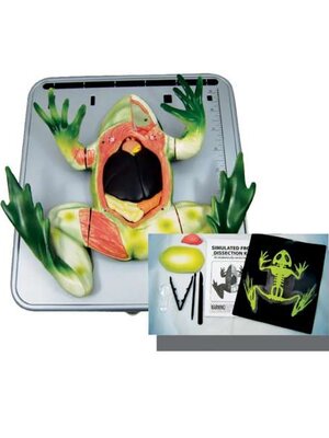 ชุดเรียนรู้อวัยวะภายในของกบ,ของเล่นเสริมพัฒนาการ, ของเล่นเด็ก, สื่อการสอน , วิทยาศาสตร์,พร้อมส่ง