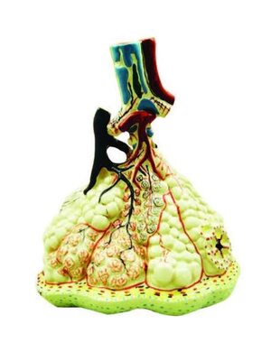 โมเดลโครงสร้างของถุงลมปอดขนาดใหญ่,โมเดลจำลอง,ของเล่นเสริมพัฒนาการ, ของเล่นเด็กประถม, สื่อการสอนเด็กประถม,วิทยาศาสตร์,พร้อมส่ง