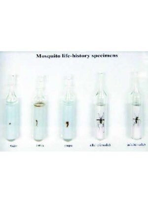 ตัวอย่าง วงจรชีวิตของยุงในระยะต่างๆ ,สื่อการสอนประถมศึกษา,ของเล่นเสริมพัฒนาการ, ของเล่นเสริมทักษะ,ทดลองวิทยาศาสตร์,พร้อมส่ง