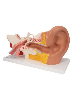 หุ่นจำลองเรื่องหูขนาดใหญ่ถอดประกอบ, โมเดลจำลอง,วิทยาศาสตร์ ,ของเล่นเสริมพัฒนาการ, ของเล่นเด็กประถม, สื่อการสอนเด็กประถม,พร้อมส่ง