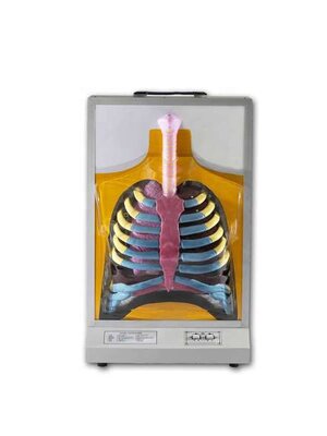 ชุดแสดงการทำงานของระบบหายใจอัตโนมัติ,ของเล่นเสริมพัฒนาการ, ของเล่นเด็ก, สื่อการสอน , วิทยาศาสตร์,พร้อมส่ง