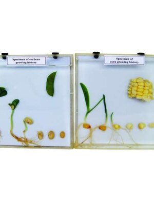 ชุดเปรียบเทียบการเจริญเติบโตของพืชใบเลี้ยงคู่และใบเลี้ยงเดี่ยว, ของเล่นสื่อพัฒนาการ, สื่อการสอนเด็กอนุบาล ,ของเล่นเสริมพัฒนาการ ,ทดลองวิทยาศาสตร์ ,ของเล็กเด็ก พร้อมส่ง