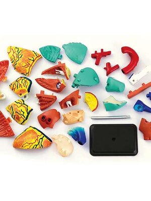 หุ่นจำลองหัวใจ ถอดประกอบได้, โมเดลจำลอง,วิทยาศาสตร์ ,ของเล่นเสริมพัฒนาการ, ของเล่นเด็กประถม, สื่อการสอนเด็กประถม,พร้อมส่ง