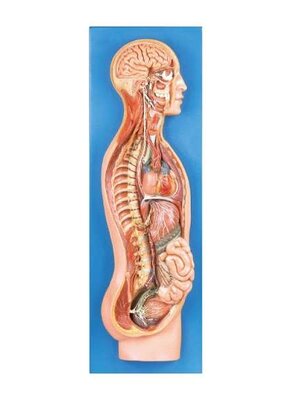 หุ่นจำลองเรียนรู้ระบบประสาทซิมพาเทติกและอวัยวะภายในแบบครึ่งซีก, โมเดลจำลอง,วิทยาศาสตร์ ,ของเล่นเสริมพัฒนาการ, ของเล่นเด็กประถม, สื่อการสอนเด็กประถม,พร้อมส่ง