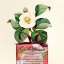 Nesti Dante Camelia and Cinnamon (200g)